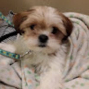 Meet your Posher, Borami